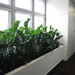 Pflanzen für Innenräume